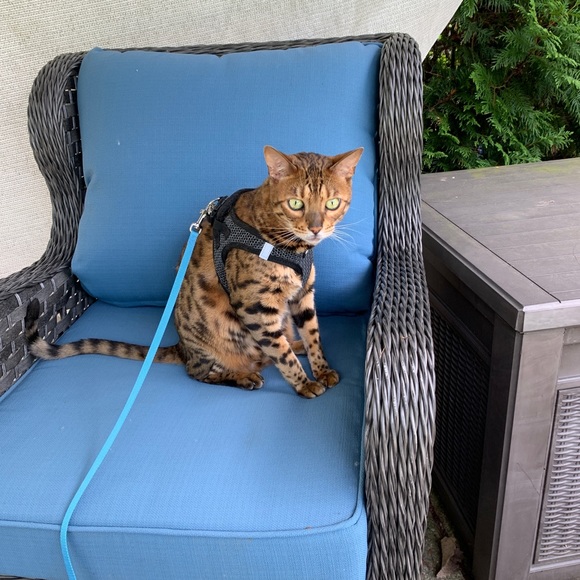 Smoke Free Home - Picture 3 of 4